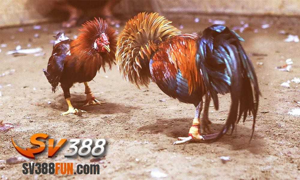 Hướng dẫn nhanh đăng ký trực tuyến Hl8 - Hl8