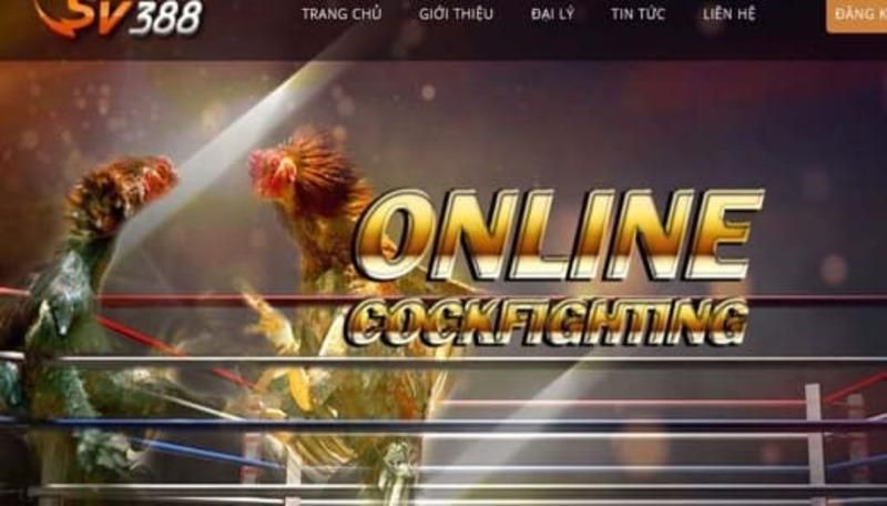 Giới thiệu về trang web chọi gà 88Go - 88Go